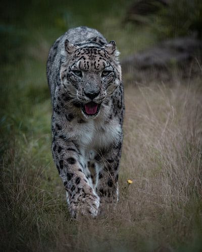 Schneeleopard von Marc van Tilborg