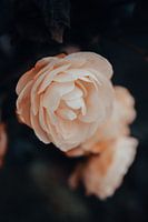 November Rose