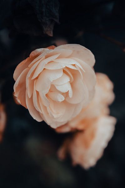 November Rose by Lillypix Art