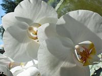Witte orchidee