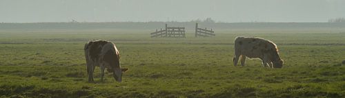 Koeien op het Kaag eiland