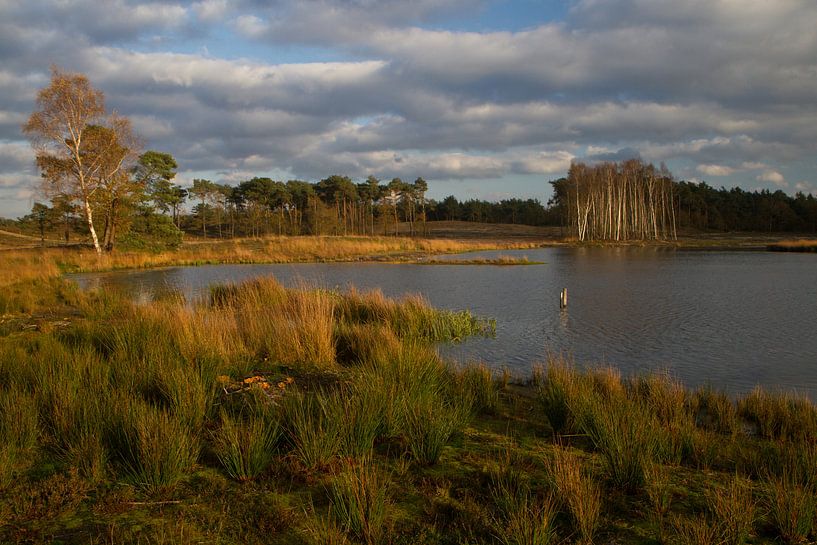 Bewolkte herfstdag in Hatertse vennen par Tessa Louwerens