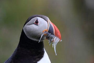 Papageitaucher mit Sandaalen Iceland von Frank Fichtmüller