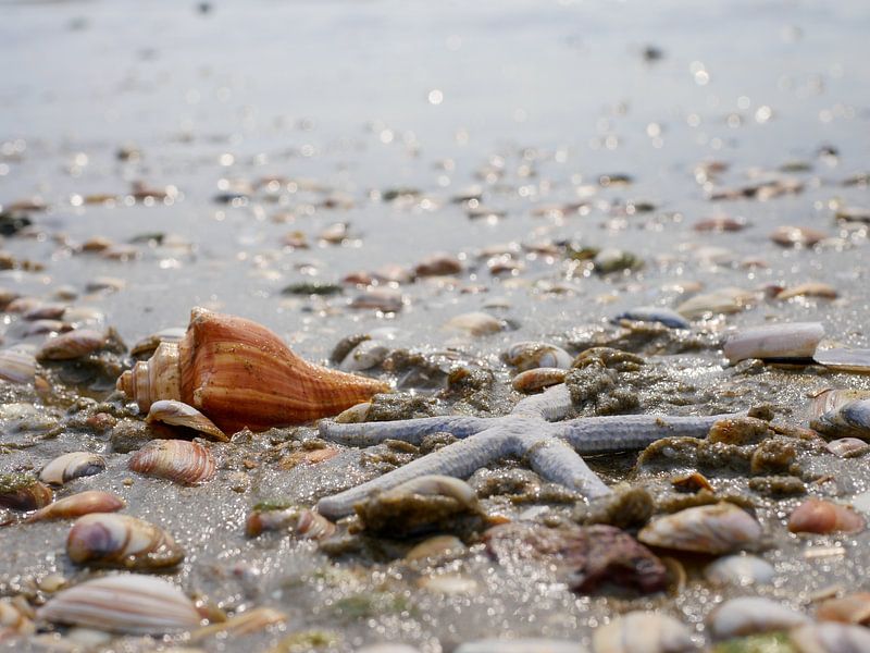 Am Strand von Odette Kleeblatt