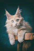 Kitten with his penetrating gaze poses on a wooden stool.