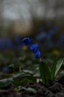 Fleur bleue