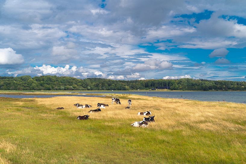 Danish nature with calves by Tina Linssen
