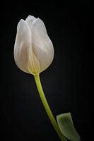 Tulipe