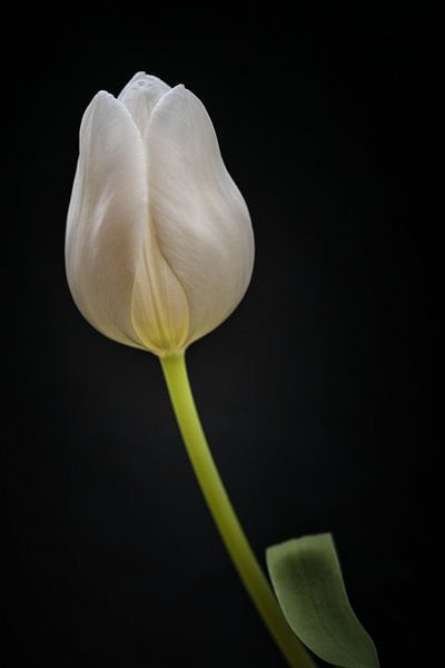 Tulp van Rene van Rijswijk
