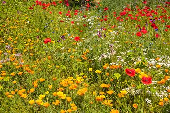 Prairie fleurie multicolore