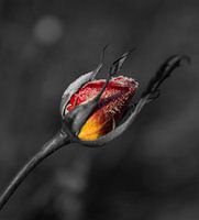 Ice Flower