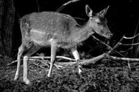 Damhirsch (Schwarz und Weiß)