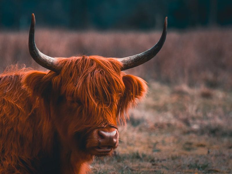 Schotse Hooglander van Bianca  Hinnen