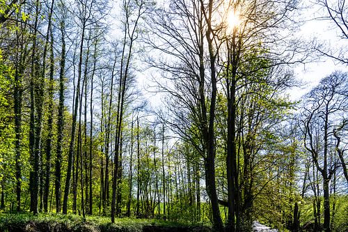 Zonnestraal door boslandschap
