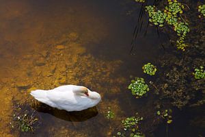 Zwaan met zon reflecties op het water