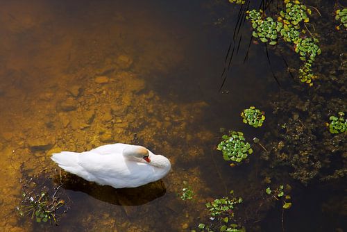 Schwan mit Sonnenreflexion auf dem Wasser