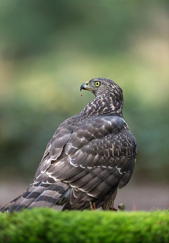 Havik in een herfst setting!
