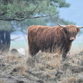 Schottischer Highlander von Silvia Nijholt