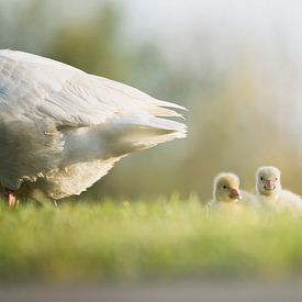 Veilig bij mamma ( Twee schattige ganzenkuikens liggend in het gras) van Birgitte Bergman