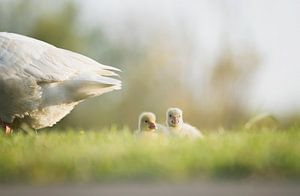 Sicher bei Mama ( Zwei niedliche Gänseküken liegen im Gras)