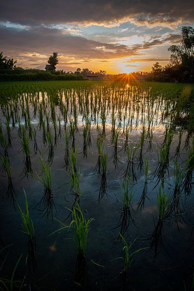 Nieuwe rijst in Ubud 3 van Ellis Peeters