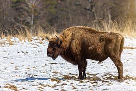 Bison européen sur Tilo Grellmann