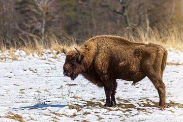 Europese bizon van Tilo Grellmann | Photography