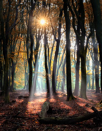 Speulderbos