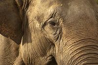 Oog van olifant