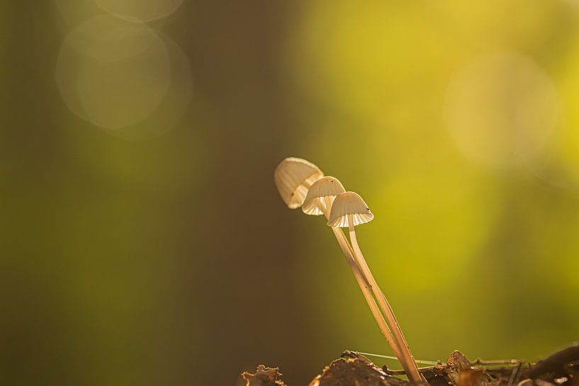 Herbst von Frits Remmers