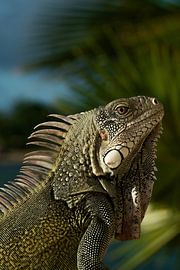 Bonaire by David Blok