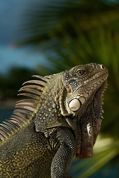 Bonaire von David Blok