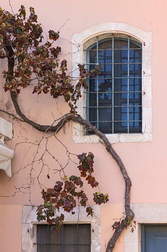 Old facade with window and creeper in Greece