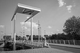 Albatrospad by Hugo Lingeman