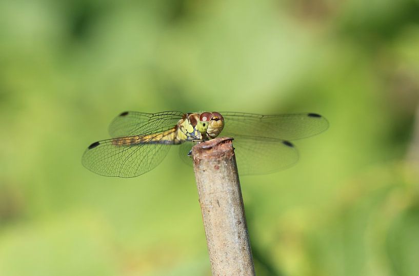 Large damselfly by Matthias Brix