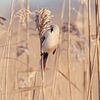 Bearded reedling among the reeds. by Roosmarijn Bruijns