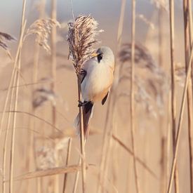 Bearded reedling among the reeds. by Roosmarijn Bruijns