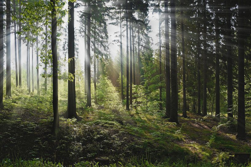  Mixed forest in the summer by Gunter Kirsch