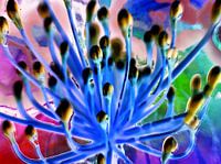 Vielversprechende Lilie