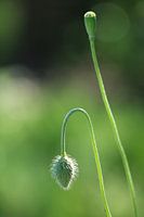 Mohn (alt & neu)