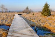 Wooden footpath in Hove Venen by Johan Vanbockryck thumbnail