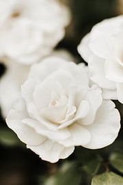 Weiße Rosen im sanften Abendlicht von Nienke van Denderen