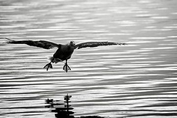 Dark goose approaching over the lake by Frank Heinz