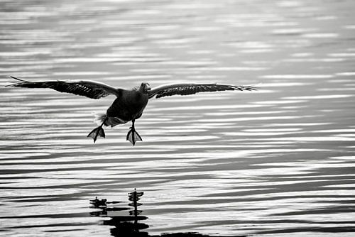 Donkere gans nadert over het meer