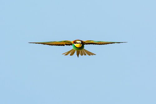 Bijeneter (Merops apiaster)