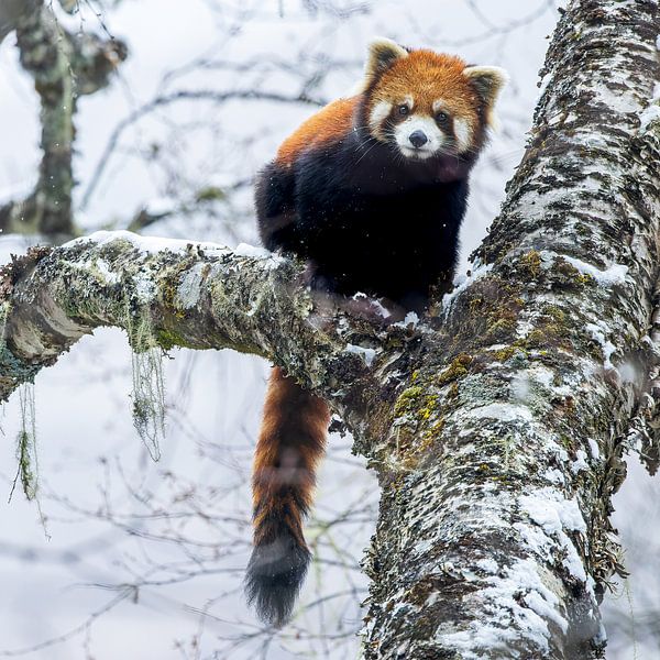 Kleiner Panda posiert auf einem verschneiten Ast mit seinem Schwanz nach unten. von Lennart Verheuvel