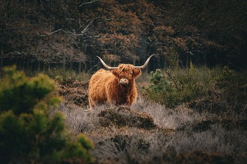 Highlander écossais sur la Bussumerheide #2