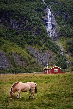 Paarden grazen in Romedalen, Noorwegen van qtx