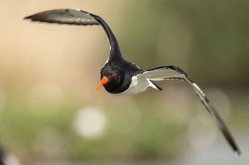 Scholekster in de vlucht