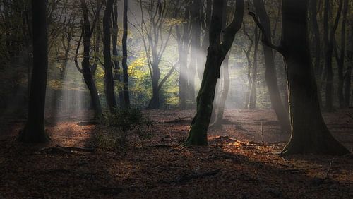 Preisgekröntes Bild Speulderforest. von Saskia Dingemans Awarded Photographer